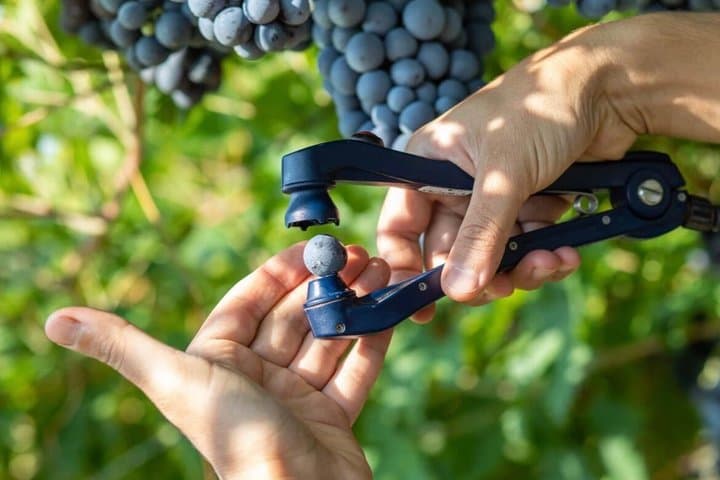 Amarone- und Valpolicella-Weinprobe von Verona — Foto 3