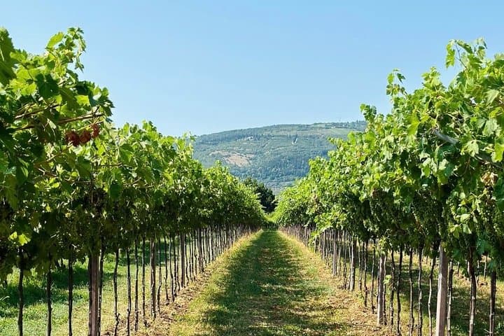 Amarone- und Valpolicella-Weinprobe von Verona — Foto 4