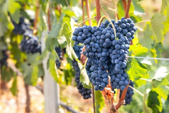 Weintour durch Amarone della Valpolicella — Foto 3