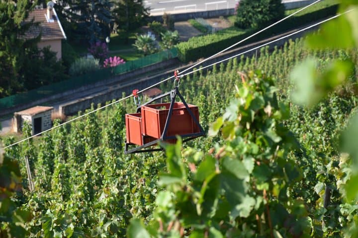 Tour enologico di mezza giornata nei Côtes du Rhône a bordo di un Range Rover d'epoca — foto 5