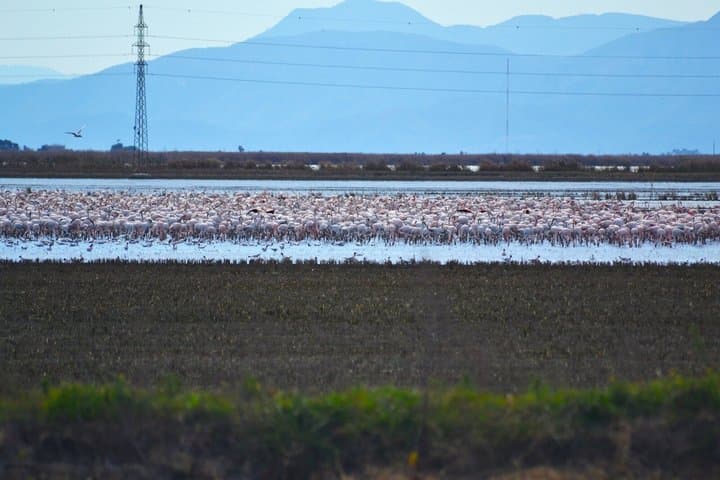 Albufera Natur- & Bootstour von Valencia — Foto 3