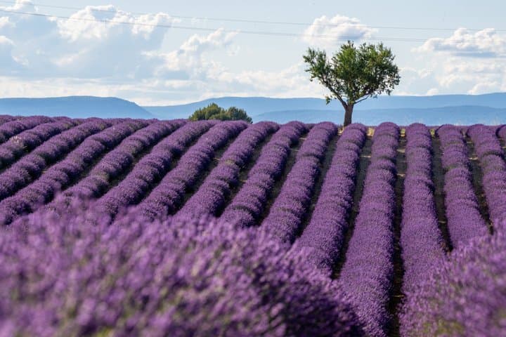 Tour Privado Escénico por el Cañón del Verdon y Provenza — foto 4