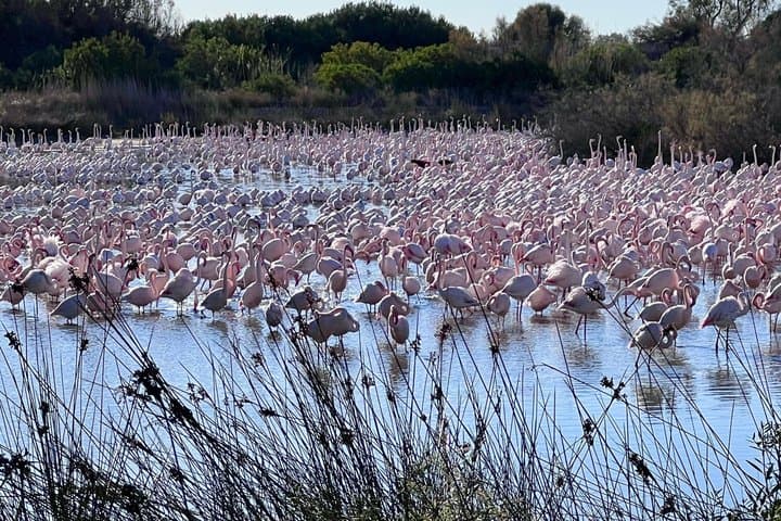 Tour Privato del Parco Naturale dell'Albufera con Giro in Barca — foto 3