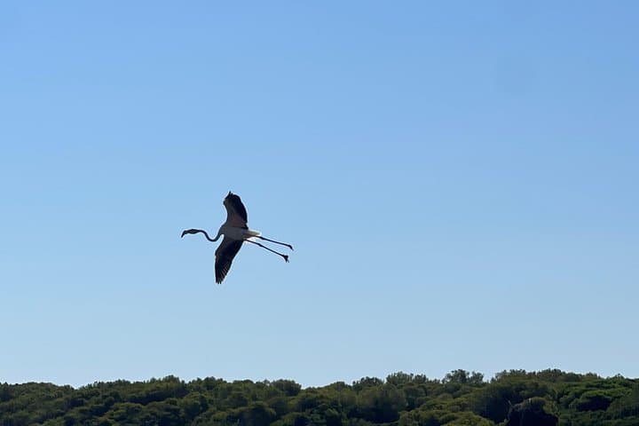 Tour Privato del Parco Naturale dell'Albufera con Giro in Barca — foto 5