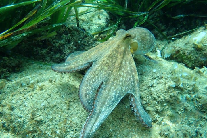 Costa Brava Tour: Kayak, Snorkel &amp; Cliff Jump from Barcelona — photo 3