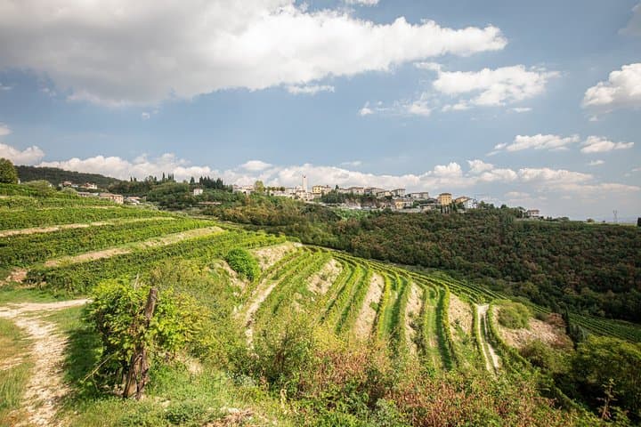 Tour de Bodega en Valpolicella con Cata y Picnic — foto 4