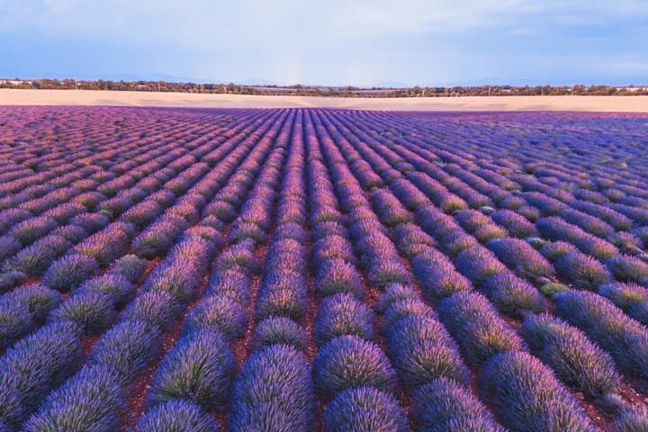 Private Tour: Provence Lavendel & lokale Köstlichkeiten ab Marseille — Foto 2