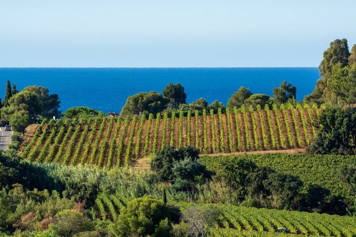 Private Shore Tour: Provence Weinverkostung & Malerische Dörfer