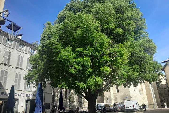 Avignon Stadtführung zu den Must-See-Sehenswürdigkeiten und versteckten Schätzen — Foto 4