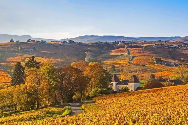 Tour enologico di mezza giornata nei Côtes du Rhône a bordo di un Range Rover d'epoca — foto 4