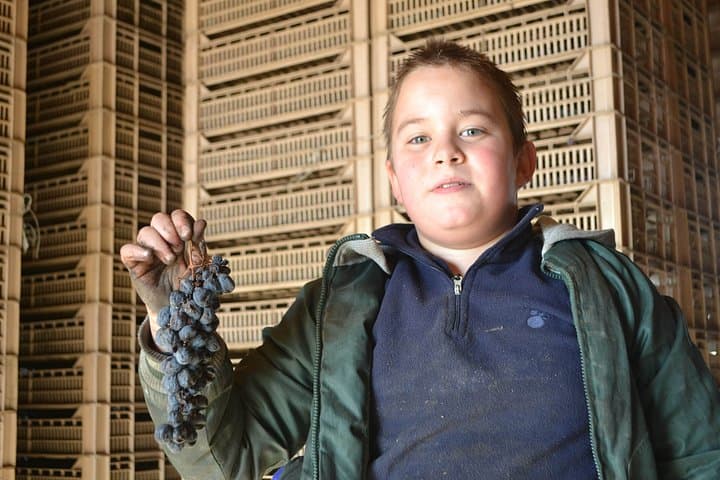 Amarone Della Valpolicella Wein Erlebnis - Treffen Sie die Familie Vogadori — Foto 4