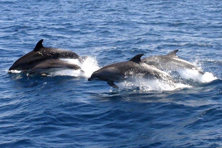 Osservazione dei Delfini in Catamarano da Benalmadena — foto 2