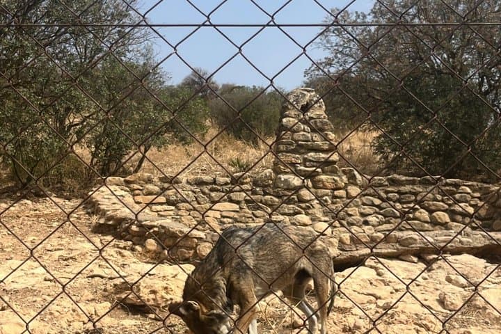 Tagesausflug Lobo Park und Torcal de Antequera von Granada — Foto 3