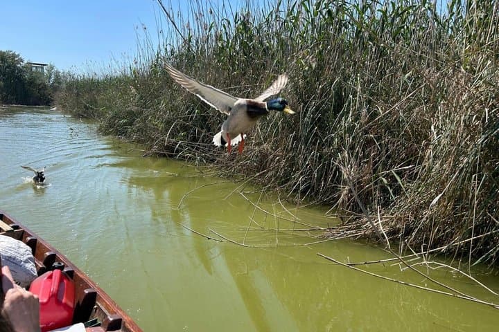 Tour Privato Valencia Albufera: Giro in Barca e Avventura in 4x4 — foto 5