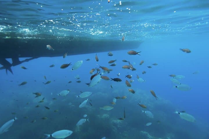 Aventura de Snorkel en Barco: Cueva de Nice-Mala en la bahía de Villefranche — foto 5
