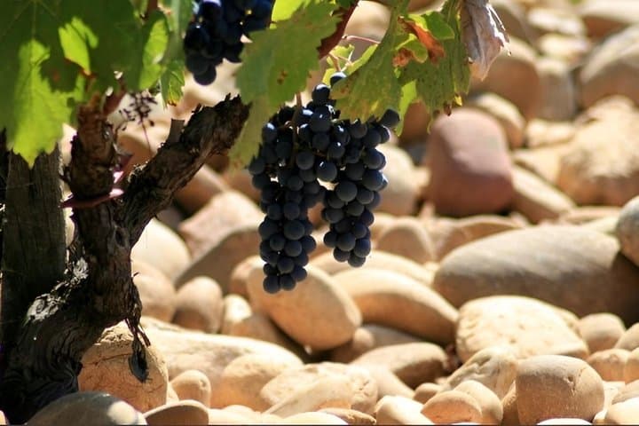 Expérience Vinicole à Châteauneuf-du-Pape — photo 4