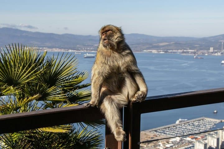 Excursión de un día a Marbella y Gibraltar desde el centro de Málaga