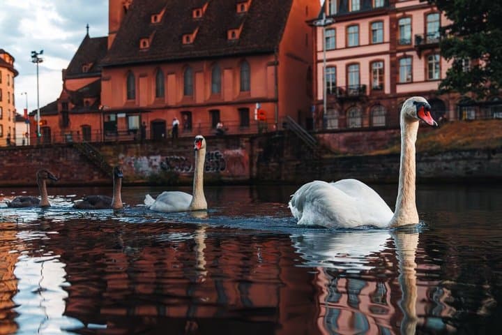 Tour Guiado en Estrasburgo: Detrás de la Historia — foto 4