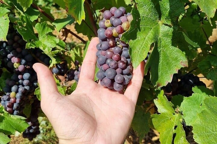 Visite des Vins du Beaujolais Pierres Dorées — photo 4