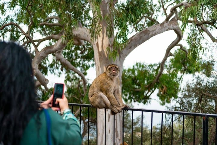 Excursión Privada de un Día a Gibraltar desde Marbella — foto 3
