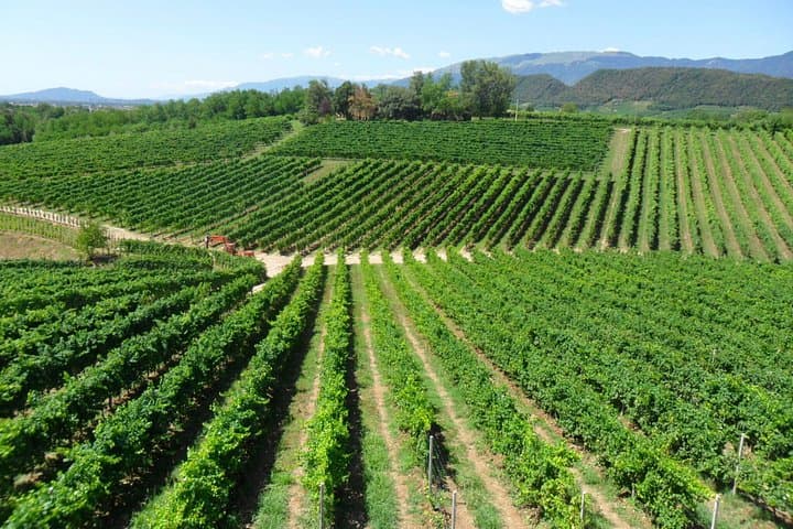 Tour di mezza giornata nel Prosecco e Amarone con degustazione di vini — foto 2
