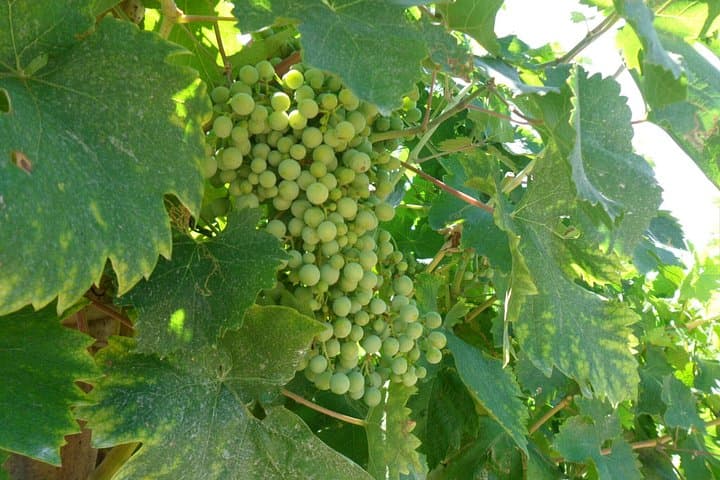 Tour di mezza giornata nel Prosecco e Amarone con degustazione di vini — foto 5