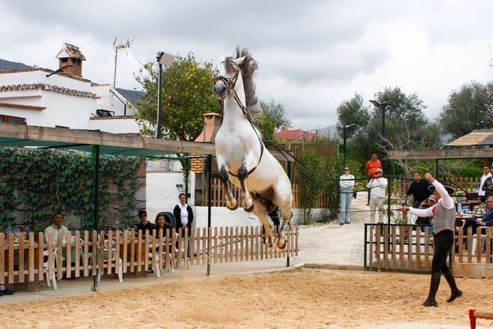 Dîner Authentique avec Fusion de Chevaux Espagnols et Flamenco — photo 2
