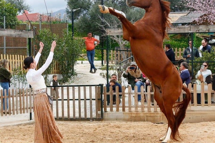 Dîner Authentique avec Fusion de Chevaux Espagnols et Flamenco — photo 3