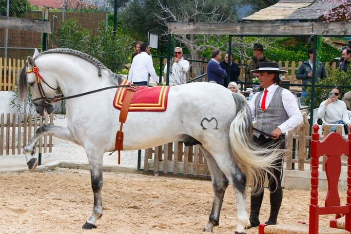 Dîner Authentique avec Fusion de Chevaux Espagnols et Flamenco — photo 5