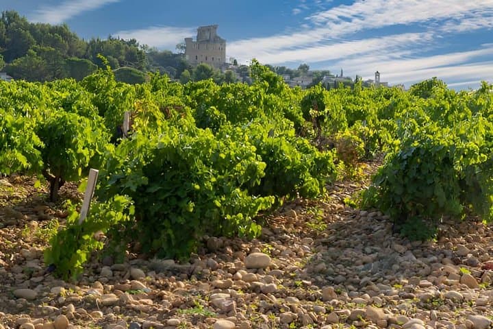 Expérience Vinicole à Châteauneuf-du-Pape — photo 5