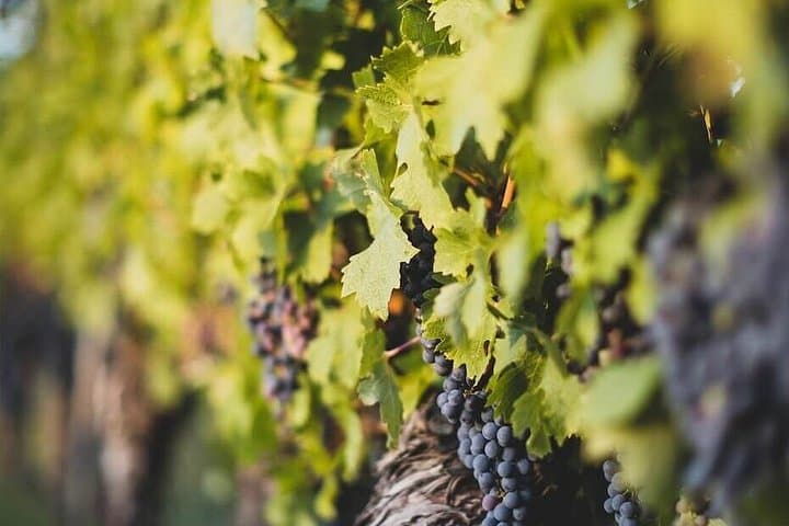 Médoc Nachmittags-Weintour | Margaux Châteaux & Französischer Aperitif — Foto 5