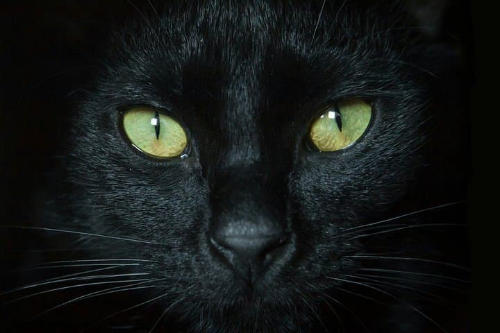Misterios, Curiosidades y Supersticiones de Niza — foto 4