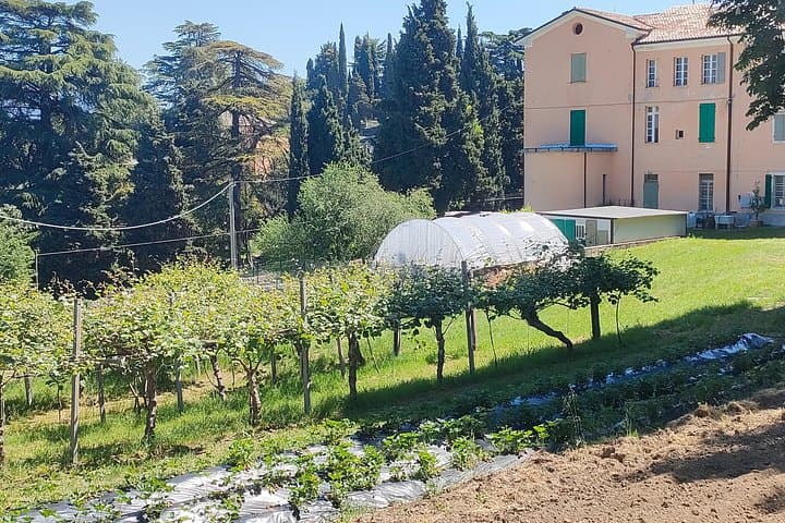 Tour del Vigneto e Degustazione di 5 Vini nelle Colline di Bardolino — foto 5
