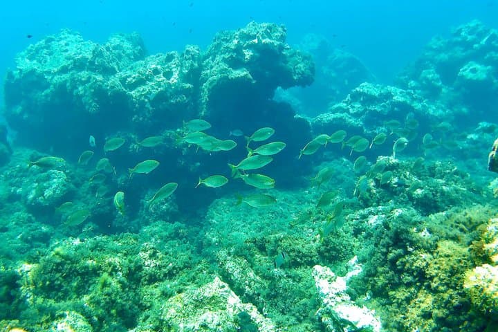 Tour Guiado de Snorkel en Cuevas y Aguas Cristalinas de Ibiza — foto 2