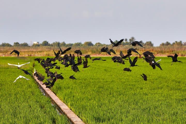 Visite du Parc Naturel de l'Albufera depuis Valence : Balade en bateau et guide local — photo 4