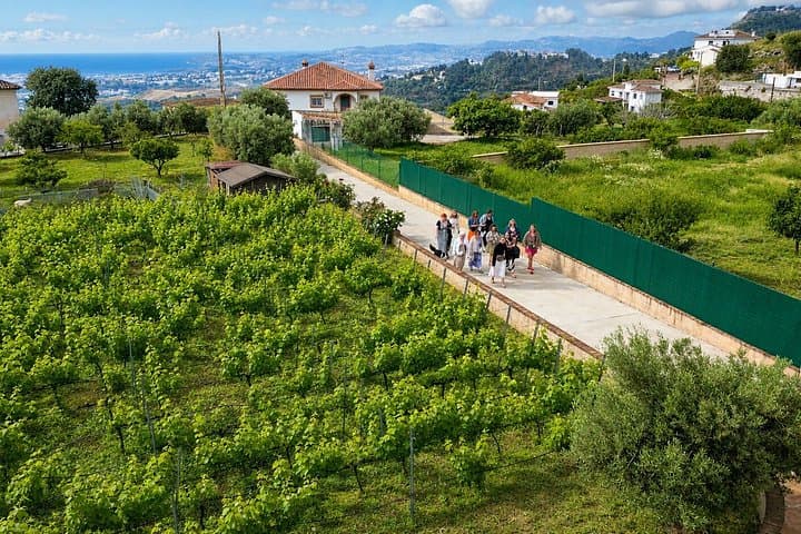 Mijas Bio-Weinberg Tour: Wein-, Öl- und Tapas-Verkostung — Foto 4