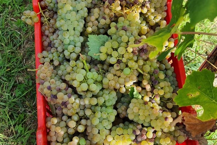 Esperienza di Degustazione di Vini Barolo da Torino — foto 5