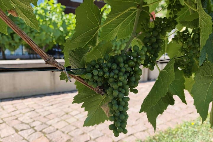 Meißen und seine Weinberge TAGESTOUR — Foto 4