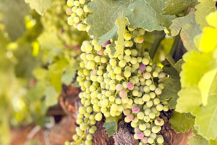 Excursion d'une journée de Madrid aux vignobles de Ribera del Duero — photo 2