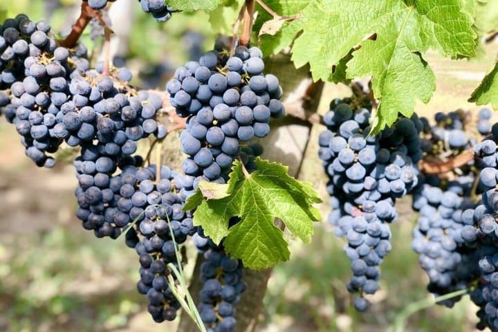 Tour privato del vino a Saint-Emilion da Bordeaux